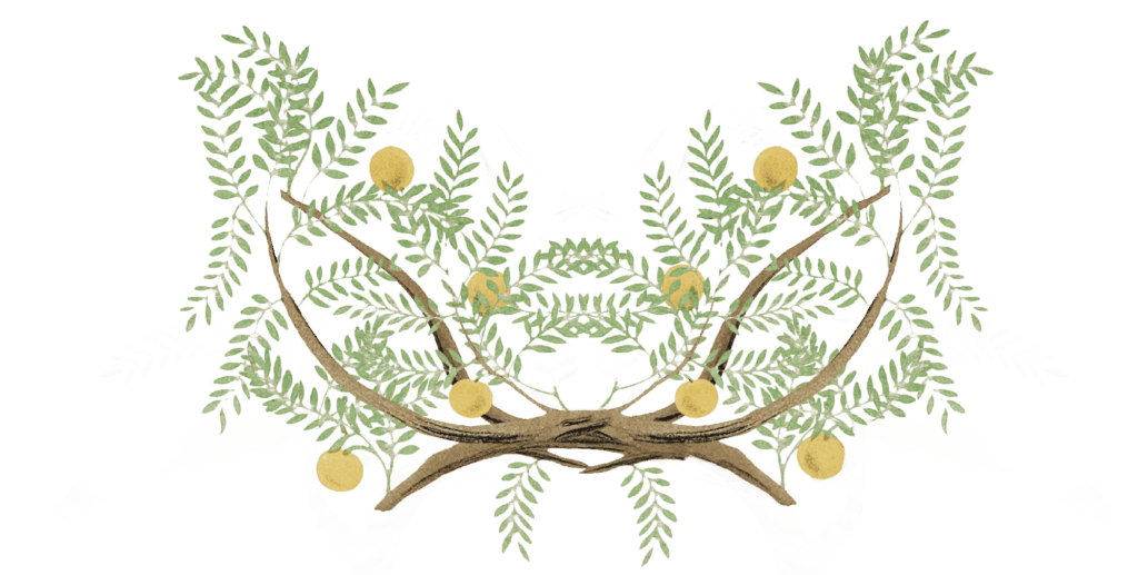 Overlapping, mirrored branches with small leaves and orange fruit, giving the impression of two trees joined, or perhaps antlers.